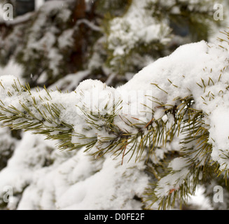 Close up di pino in neve fresca Foto Stock