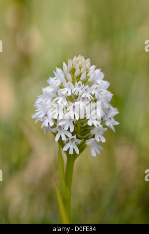 Weisse Pyramiden Hundswurz ,Anacamptis pyramidalis,Orchide Foto Stock