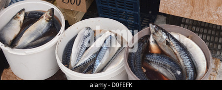 Pesce nel mercato Foto Stock