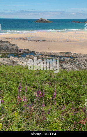 Foxgloves, rockpools e sabbia a Crantock Beach, vicino a Newquay, Cornwall, Regno Unito. Giugno. Tide. Foto Stock