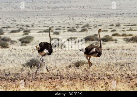 Gli struzzi in esecuzione nella steppa della Namibia Foto Stock