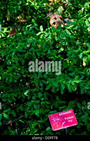 Un segno avverte di poison ivy (Toxicodendron radicans), mescolati con altre piante, Ontario, Canada Foto Stock