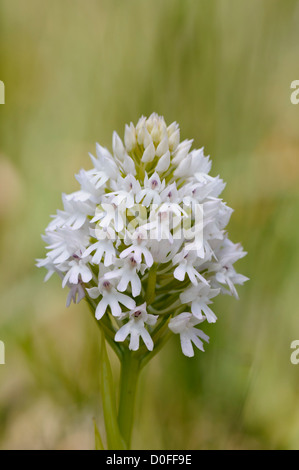 Weisse Pyramiden Hundswurz ,Anacamptis pyramidalis,Orchide Foto Stock