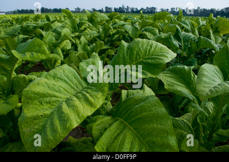 Tobacco Field Ontario, Canada in estate. Fumare dannoso per la salute, ma molti usi medicinali. Foto Stock