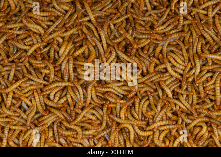 Mealworms / Tenebrio molitor Foto Stock