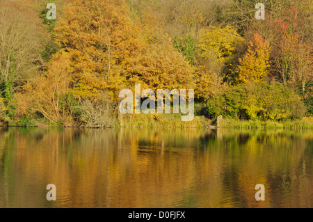 La riflessione di autunno gli alberi su un lago Foto Stock