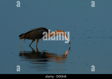 Reddish garzetta (Egretta rufescens) alimentazione sul shallow appartamenti vicino a Port Aransas Texas Foto Stock