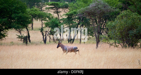 A topi corre attraverso la savana. Parco Nazionale del Serengeti, Tanzania Foto Stock