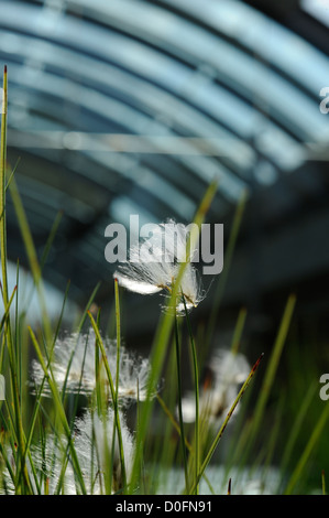 Colori autunnali nei giardini di RBG Kew Wakehurst Place in West Sussex Regno Unito. Foto Stock