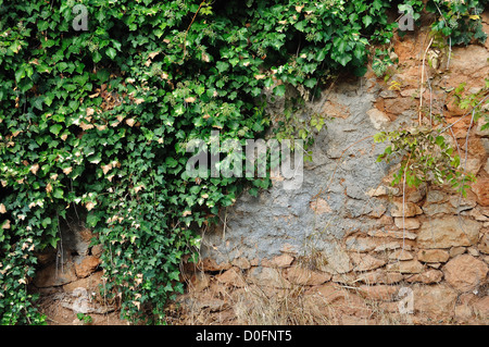 Verde edera pianta che cresce su una schifezza vecchio muro di pietra. Texture di sfondo. Foto Stock