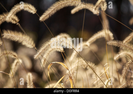 Coda di volpe erba in autunno. Salt Creek Nature Preserve, Illinois Foto Stock