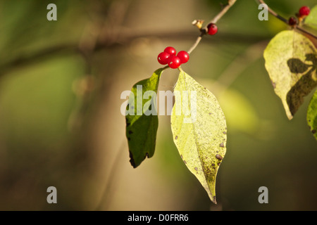 Caprifoglio Amur, Salt Creek Nature Preserve Cook County Illinois. Una specie invasive nativa per l'Asia Foto Stock