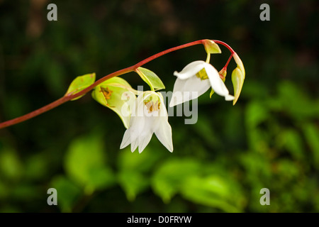 Marsh pianta brocca, Flugtrumpet (Heliamphora nutans) Foto Stock