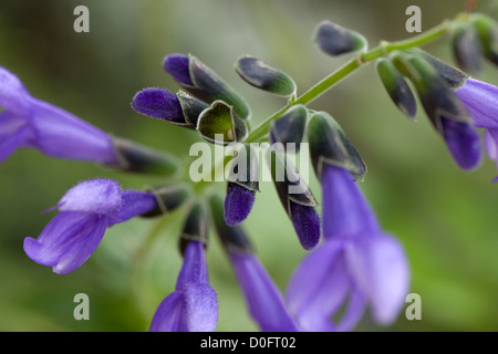 'Blue Ensign' anice al profumo di salvia, Paranasalvia (Salvia guaranitica) Foto Stock