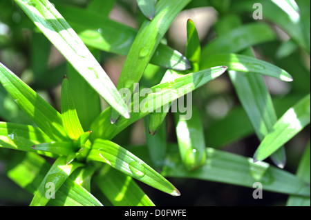 Verde vibrante con pianta a forma di lancia foglie screziate in goccioline di acqua Foto Stock