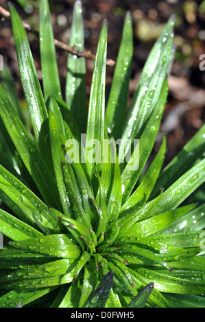 Verde vibrante con pianta a forma di lancia foglie screziate in goccioline di acqua Foto Stock