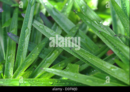 Verde vibrante con pianta a forma di lancia foglie screziate in goccioline di acqua Foto Stock