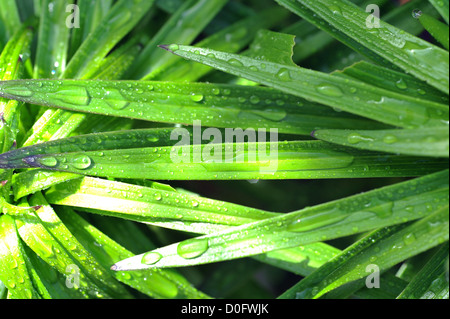 Verde vibrante con pianta a forma di lancia foglie screziate in presenza di luce solare e le goccioline di acqua Foto Stock