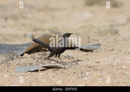 Macchia nera robin appollaiarsi su terra Foto Stock