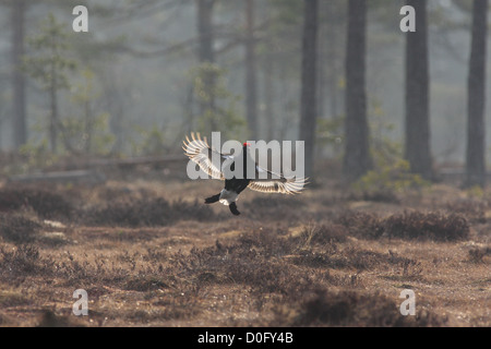 Gallo forcello lekking sulla palude norvegese Foto Stock