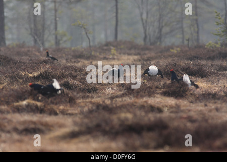 Gallo forcello lekking sulla palude norvegese Foto Stock