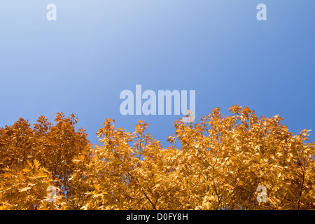 Giallo autunno fogliame, vista dal basso Foto Stock