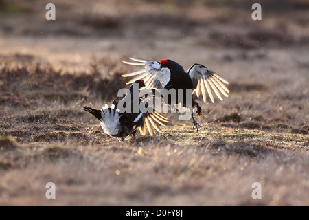 Gallo forcello lekking sulla palude norvegese Foto Stock