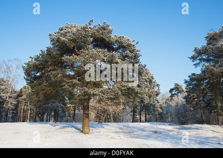 Unico pino in un parco coperto di neve Foto Stock