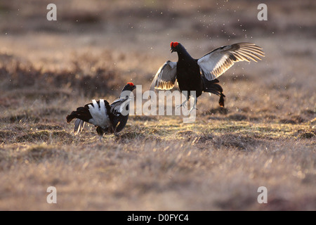 Gallo forcello lekking sulla palude norvegese Foto Stock