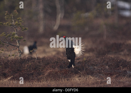 Gallo forcello lekking sulla palude norvegese Foto Stock