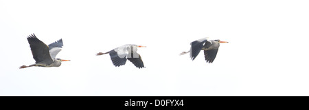 Airone cinerino (Ardea cinerea) in volo contro uno sfondo bianco Foto Stock