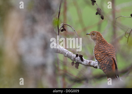 Femmina (cuculo Cuculus canorus), Europa Foto Stock