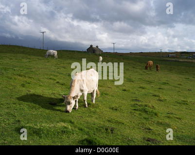 dh bovini bovini mucche pascolo ALLEVAMENTO ORKNEY Cow mangiare in campo croft cottage fattoria Scozia terreno agricolo regno unito alimentazione erba Foto Stock