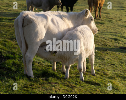 dh bovini ANIMALI UK White Charolais croce mucca alimentare giovane vacche di vitello nutrici Foto Stock