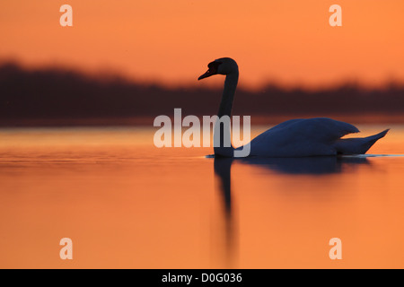 Cigno (Cygnus olor) dopo il tramonto. Europa Foto Stock