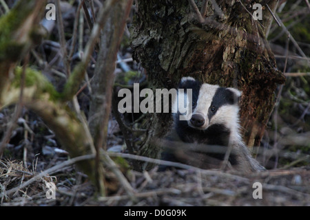 Europea (Badger Meles meles) guardando fuori dal suo foro. Europa Foto Stock