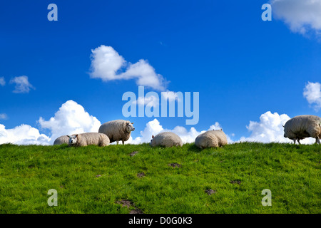 Alcune pecore olandese sul pascolo verde sopra il cielo blu con nuvole gonfi Foto Stock