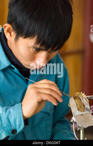 Lavoratori a una fattoria di ostriche in cerca di perle Foto Stock