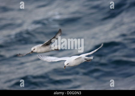 Fulmar in volo sopra il livello del mare Foto Stock