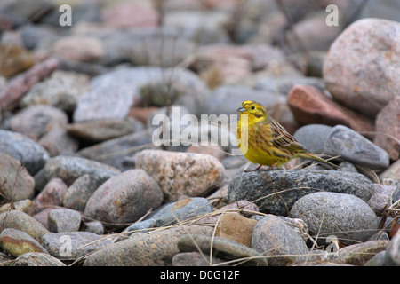 Maschio di Zigolo giallo (Emberiza citrinella) permanente sulla spiaggia di pietre. Europa Foto Stock