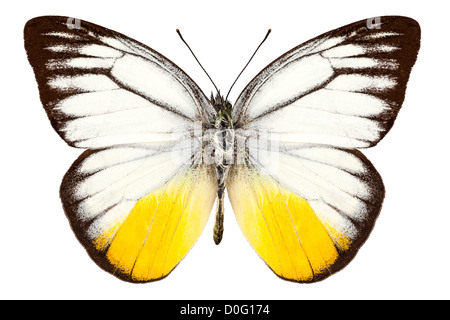 Specie di farfalle Cepora judith "orange gull' Foto Stock