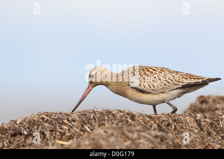 Bar-tailed Godwit (Limosa lapponica) al Mar Baltico a riva, l'Europa. Foto Stock