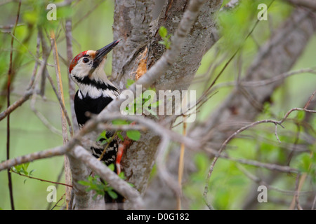 Bianco maschio-backed Picchio Rosso (Dendrocopos leucotos), Estonia Foto Stock