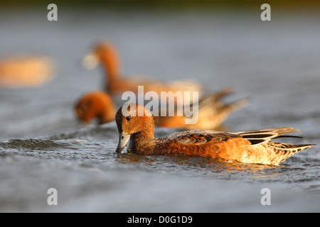 Wigeon (Anas penelope) alimentazione, Europa Foto Stock