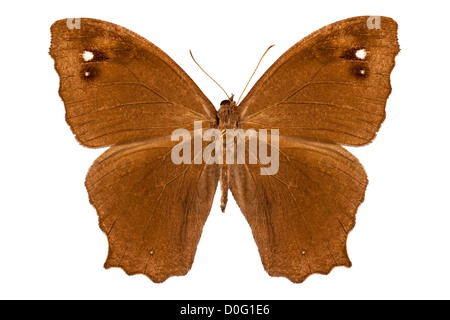 Specie di farfalle Melanitis leda 'comune della sera" marrone Foto Stock