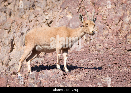 Ibex Nubiano doe (Capra ibex nubiana), 'Masiv Eilat' riserva naturale, Israele Foto Stock