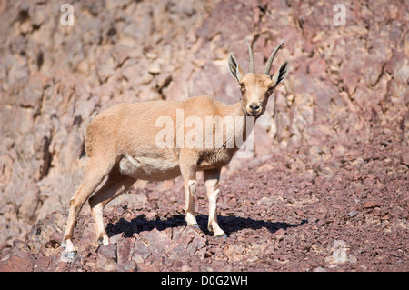 Ibex Nubiano doe (Capra ibex nubiana), 'Masiv Eilat' riserva naturale, Israele Foto Stock