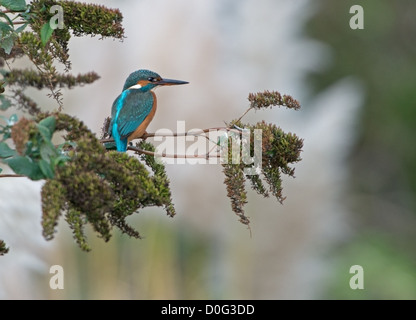 Alcedo atthis, femmina Kingfisher arroccato su un ramo alla ricerca di pesci nel fiume sottostante Foto Stock