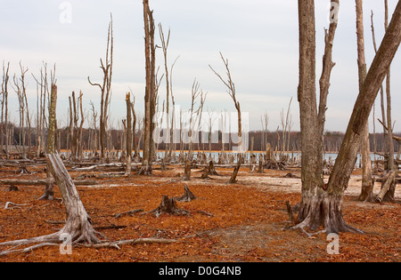 Gli alberi morti in foresta intorno ad un lago con bassi livelli di acqua Foto Stock