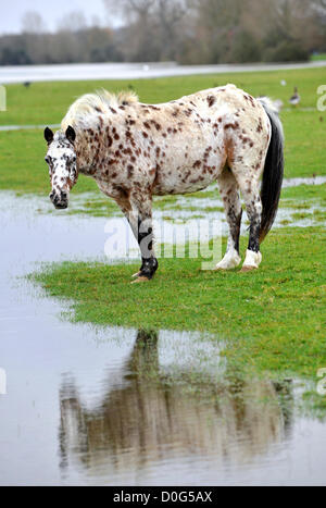 Cavallo in acqua di inondazione oxfors Foto Stock